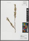 Foto von Salix alba L.